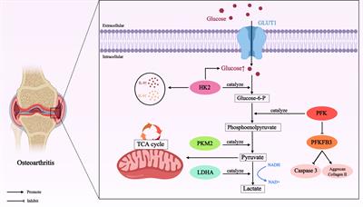 The role of targeting glucose metabolism in chondrocytes in the pathogenesis and therapeutic mechanisms of osteoarthritis: a narrative review